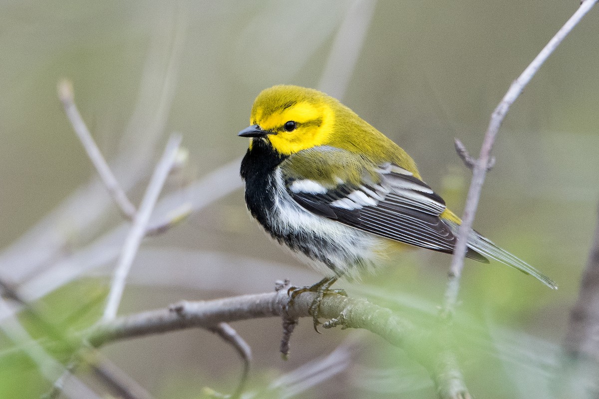 Black-throated Green Warbler - ML154980511