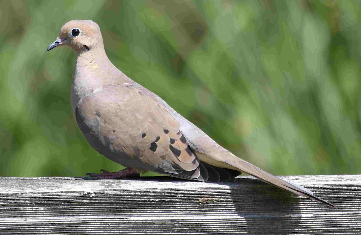 Mourning Dove - ML154981611