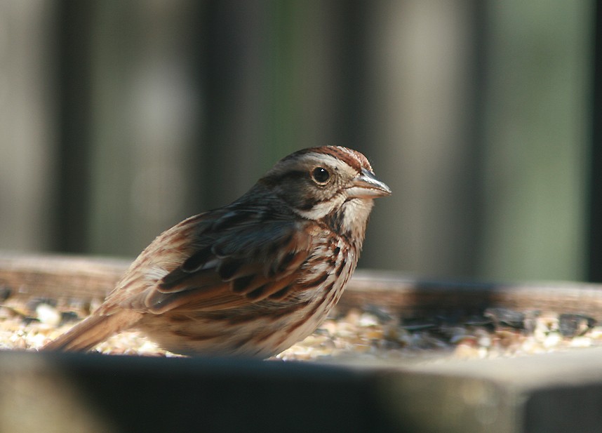 Song Sparrow - ML154981751