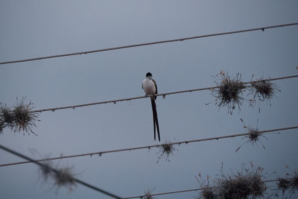 Fork-tailed Flycatcher - ML154981771