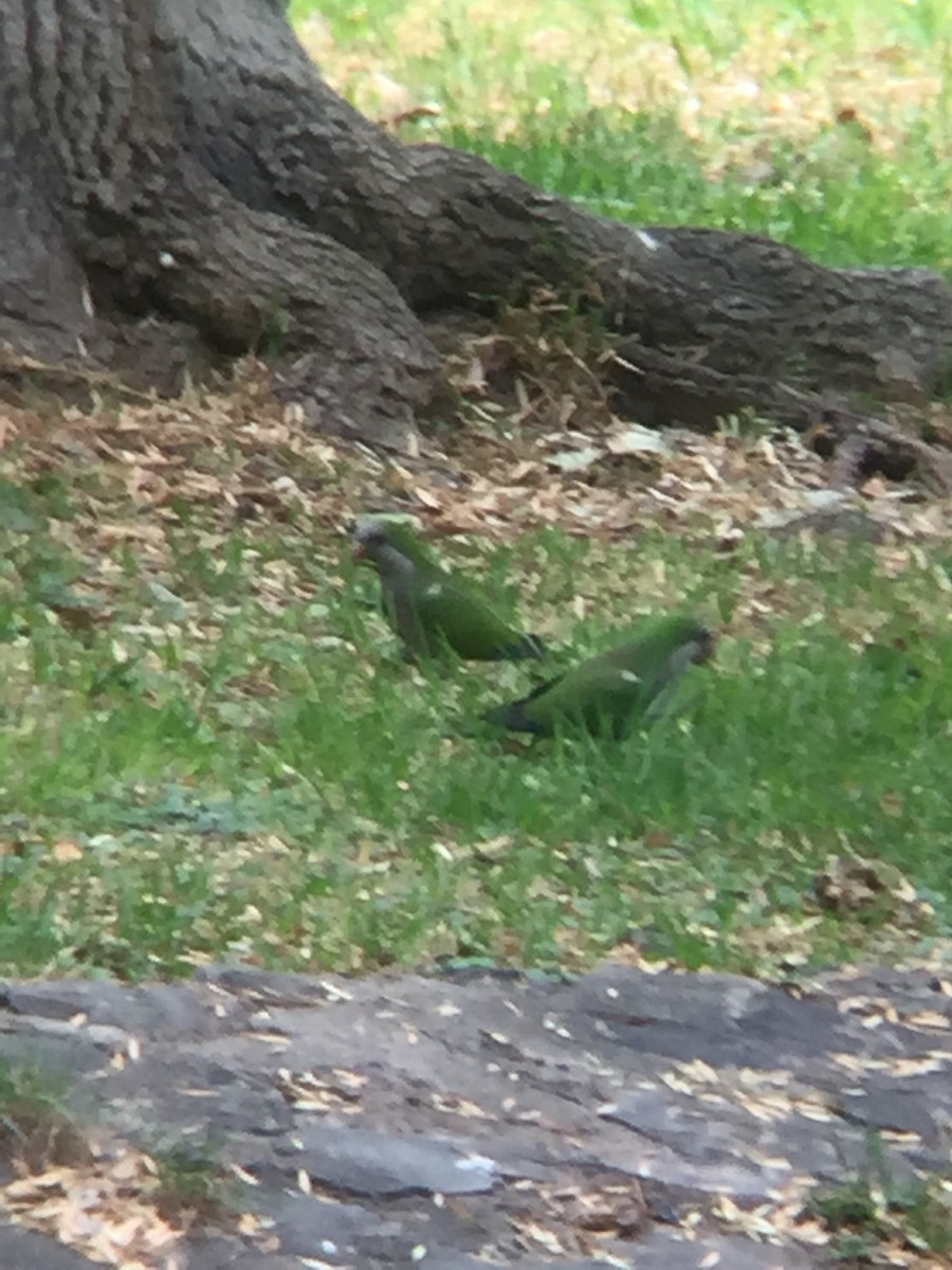 Monk Parakeet - tereza muñoz