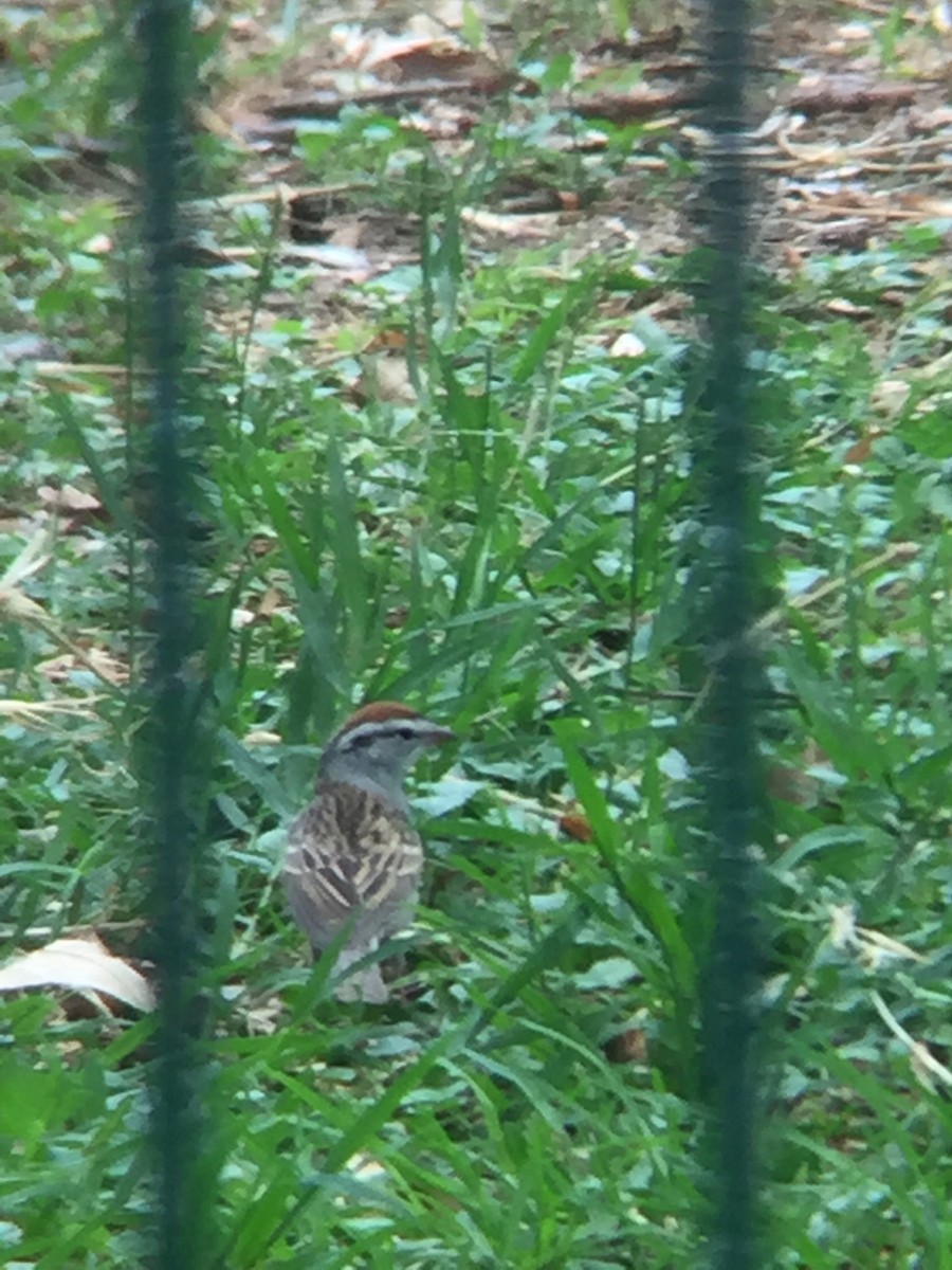 Chipping Sparrow - tereza muñoz