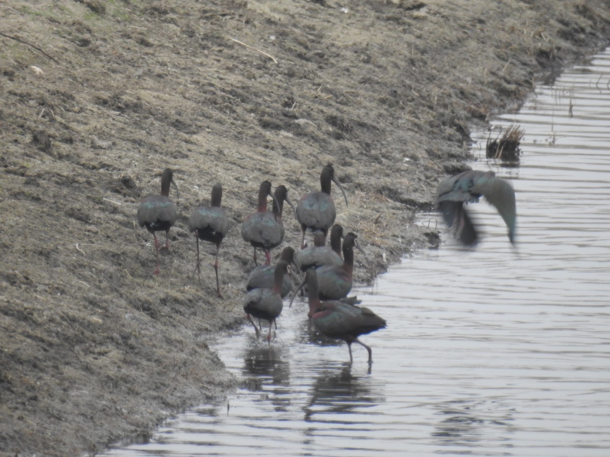 White-faced Ibis - ML154983531