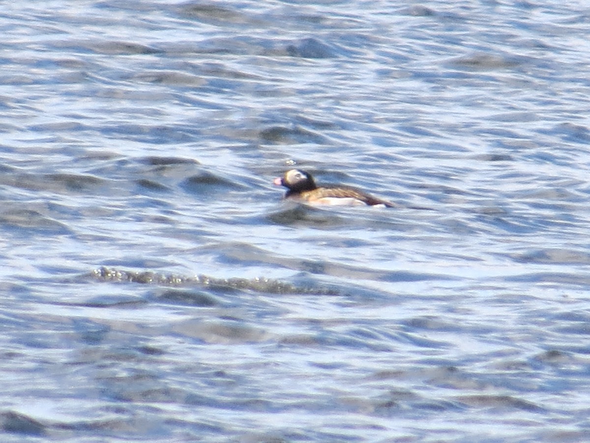 Long-tailed Duck - ML154983761