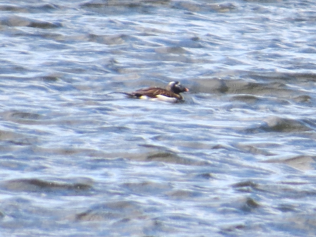Long-tailed Duck - ML154983781