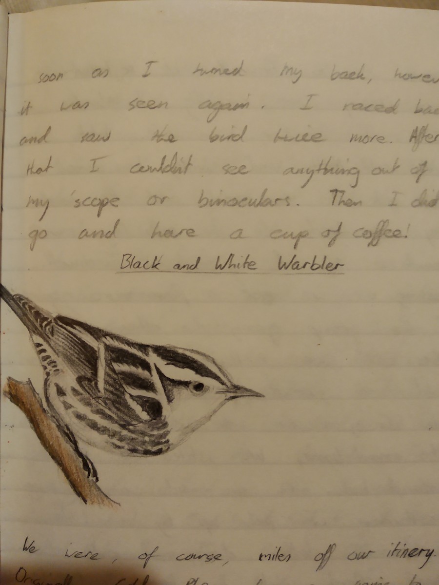 Black-and-white Warbler - Rob Martin