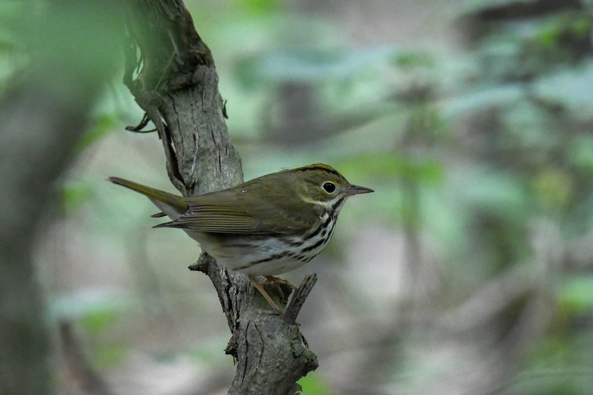 Ovenbird - ML154985981