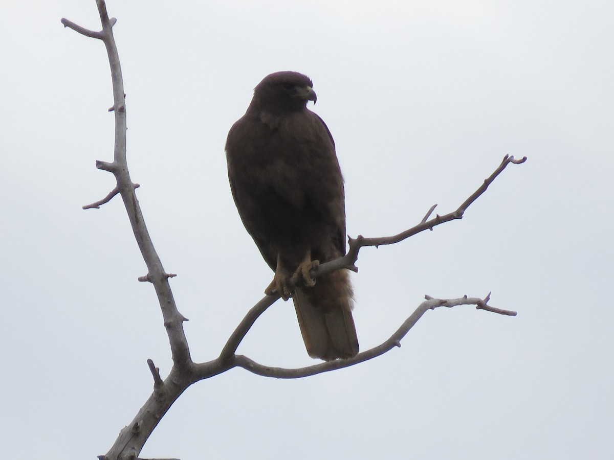 Red-tailed Hawk (calurus/alascensis) - ML154988441