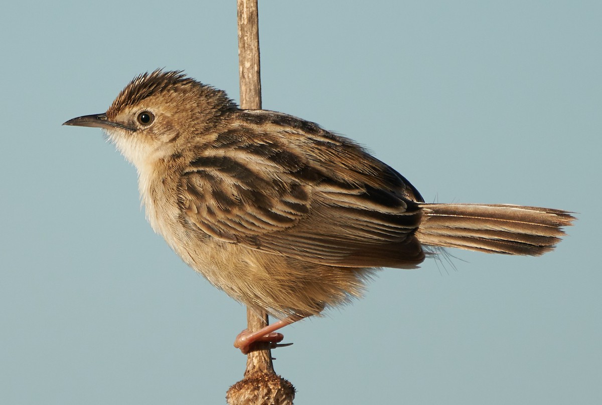 Zitting Cisticola - ML154989141