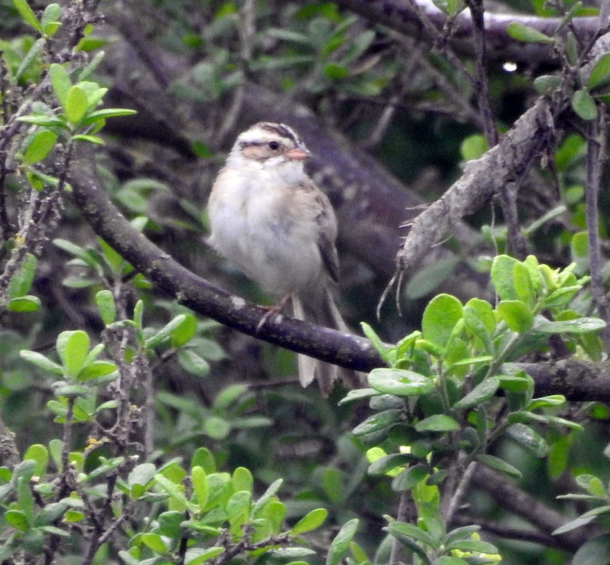 Clay-colored Sparrow - ML154994591
