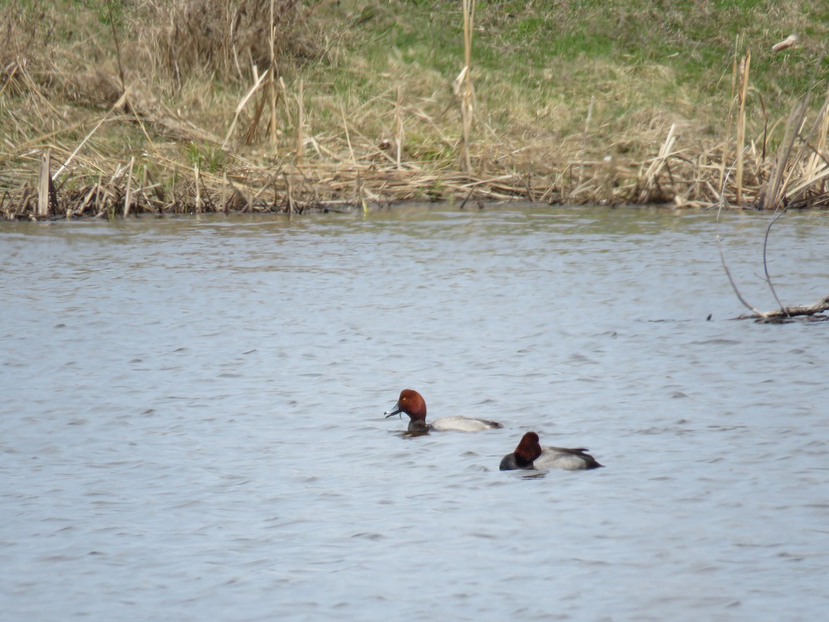 Redhead - Kevin Wistrom