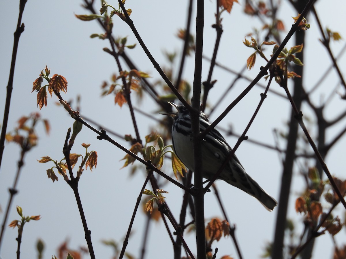 Black-and-white Warbler - ML154996891