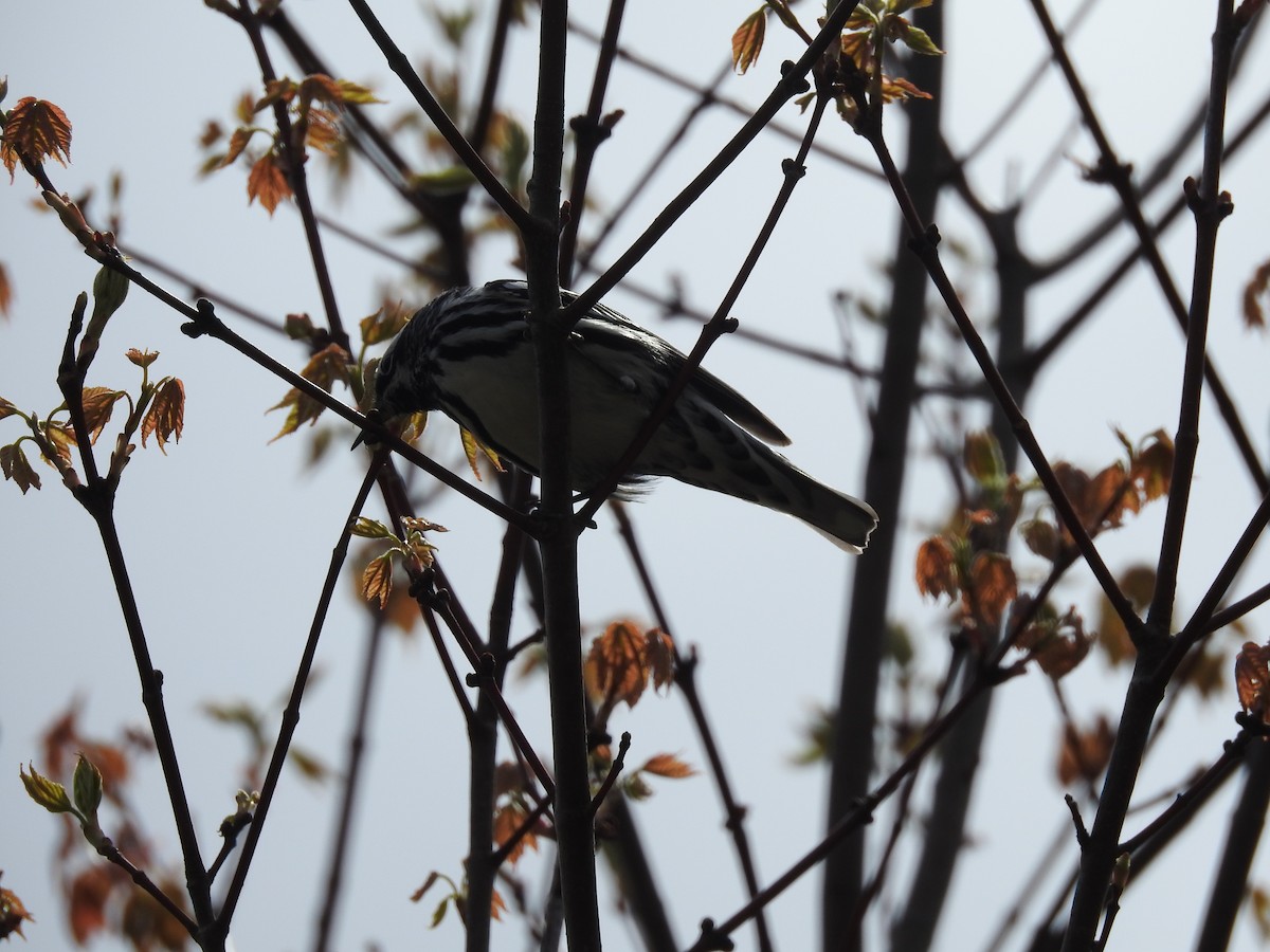 Black-and-white Warbler - ML154998661