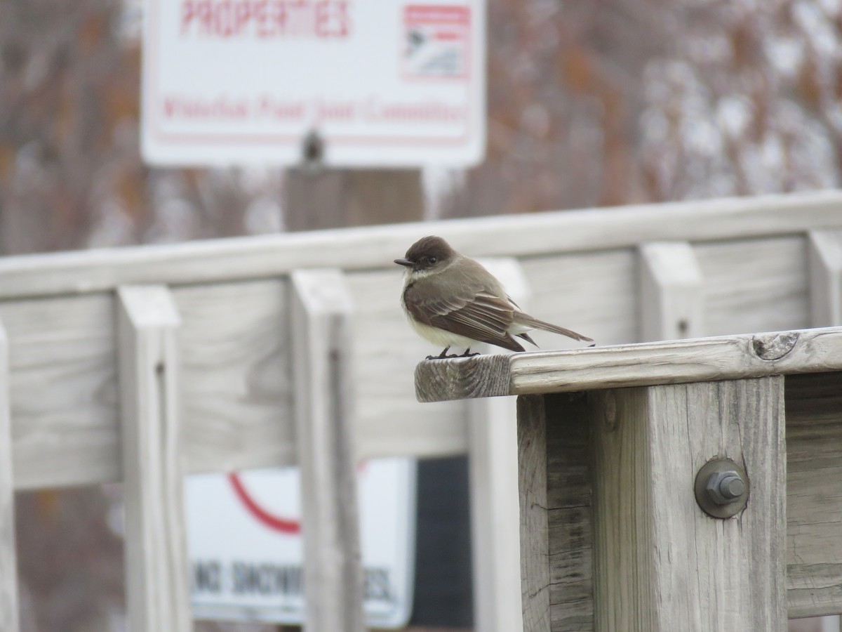 Eastern Phoebe - ML154998811