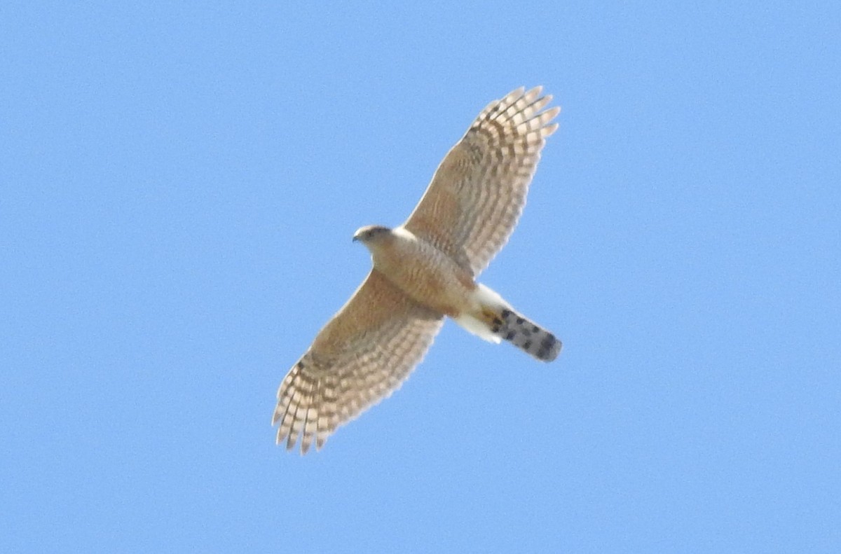 Cooper's Hawk - ML154999691