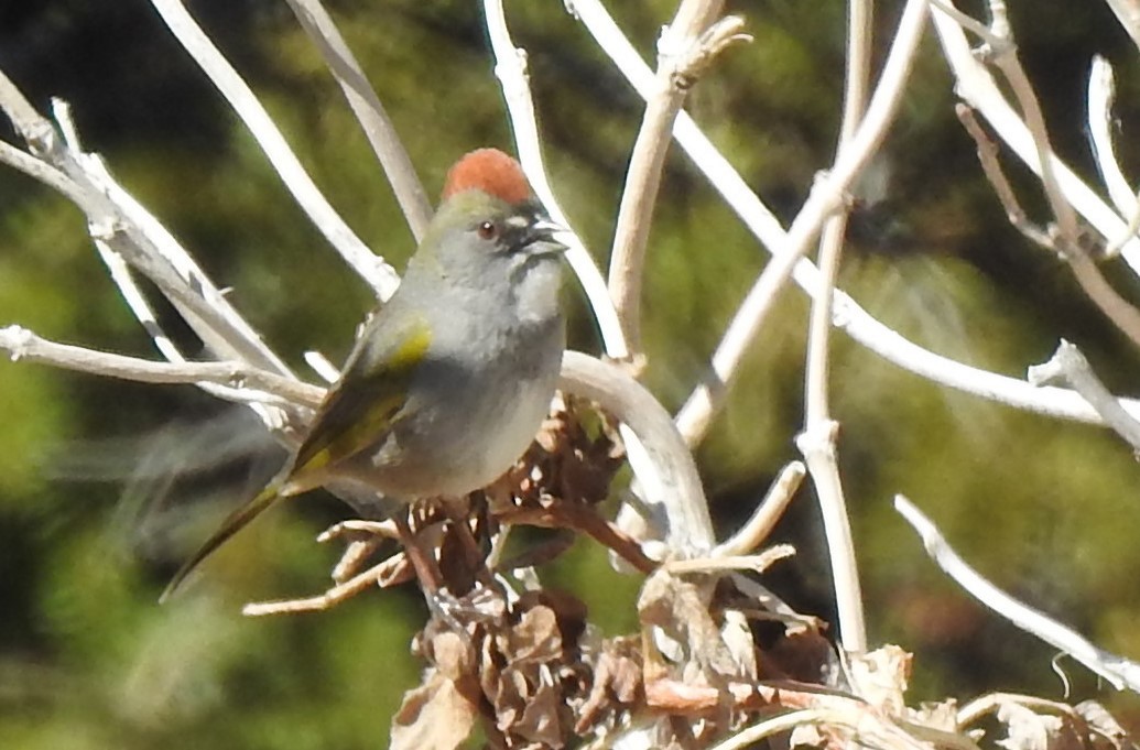 Green-tailed Towhee - ML154999741