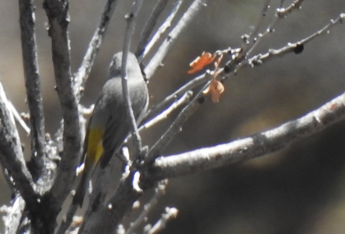 Virginia's Warbler - ML154999821