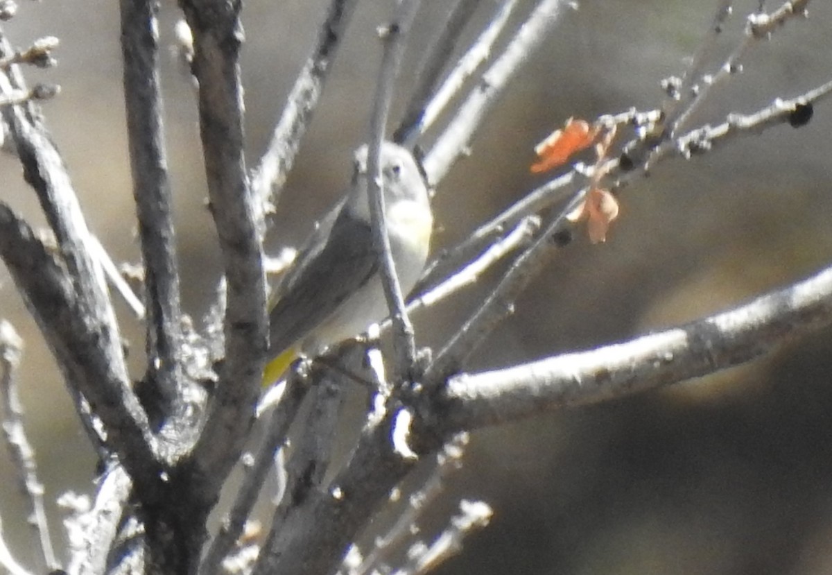 Virginia's Warbler - ML154999841