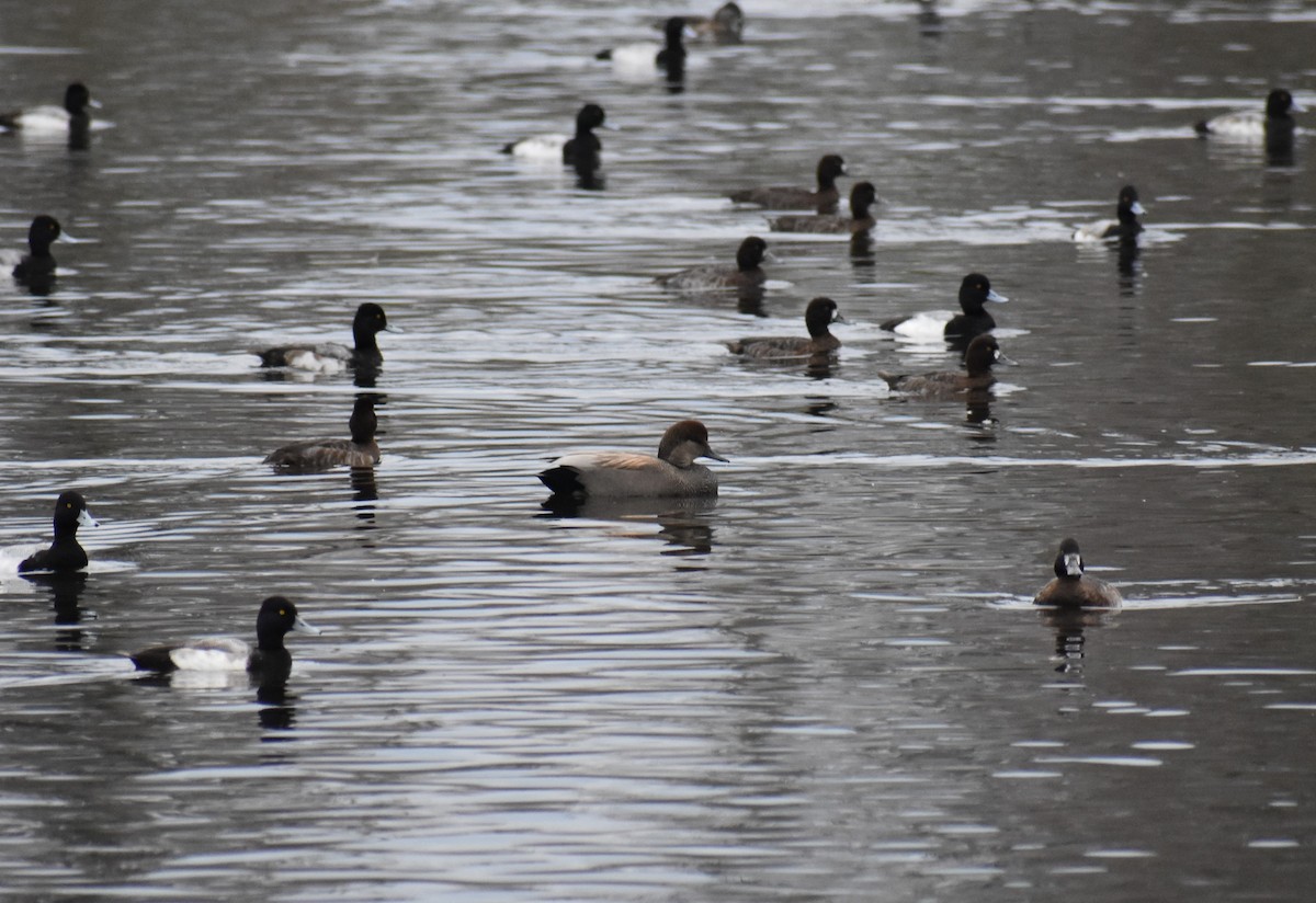 Gadwall - ML155001221