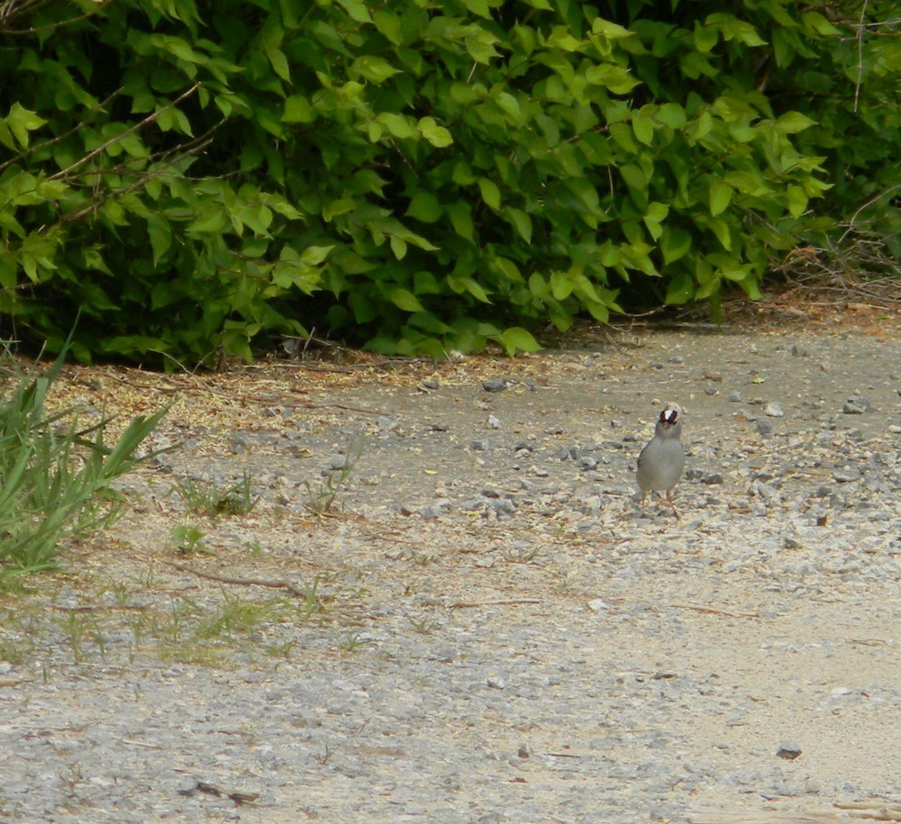 White-crowned Sparrow - stephen johnson  🦜