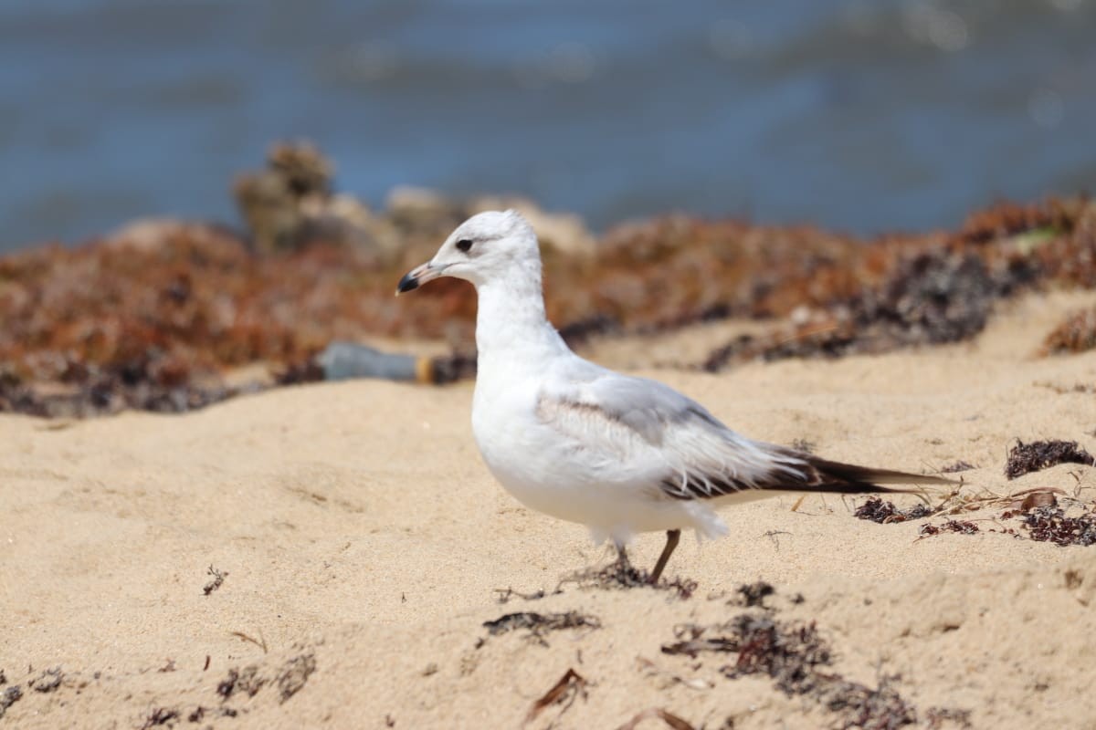 Ring-billed Gull - Tiffany  Young