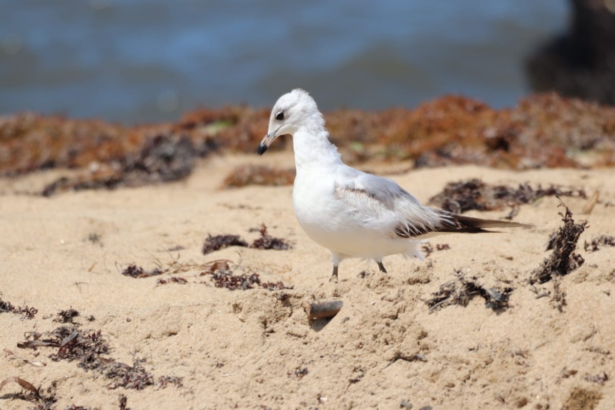 Ring-billed Gull - Tiffany  Young