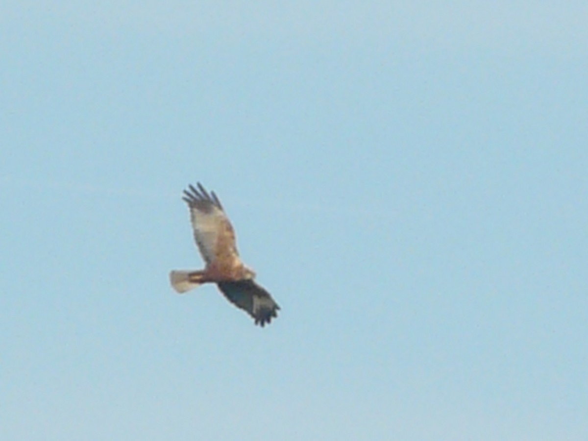 Western Marsh Harrier - Da Lo