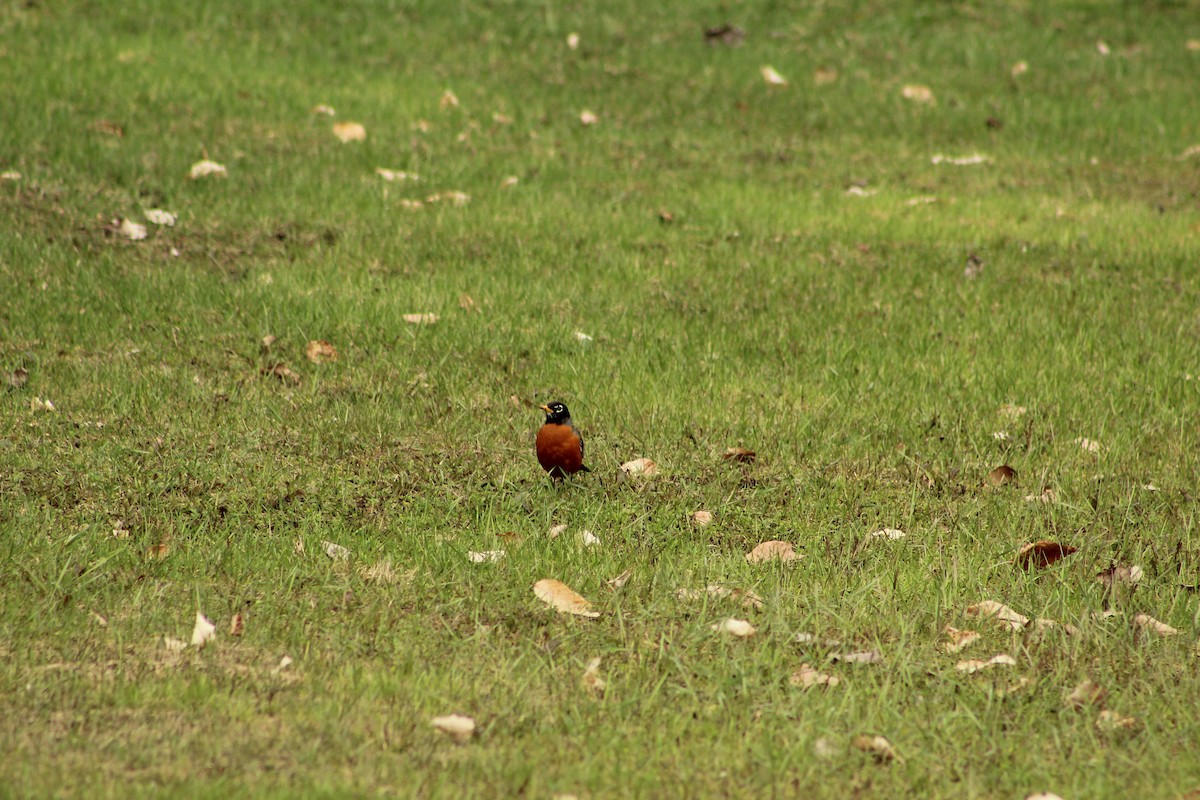 American Robin - ML155003741