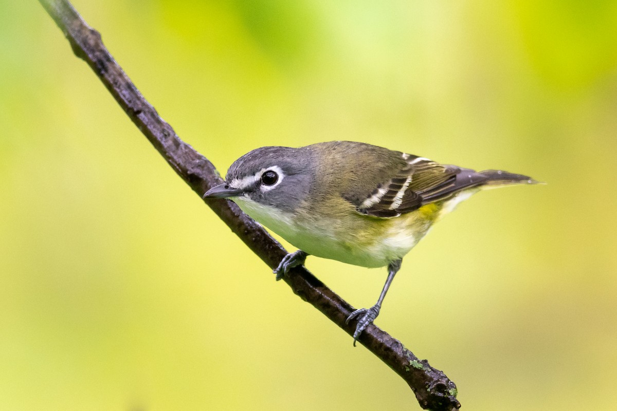 Blue-headed Vireo - ML155004271