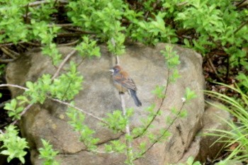 Blue Grosbeak - William Luckhardt