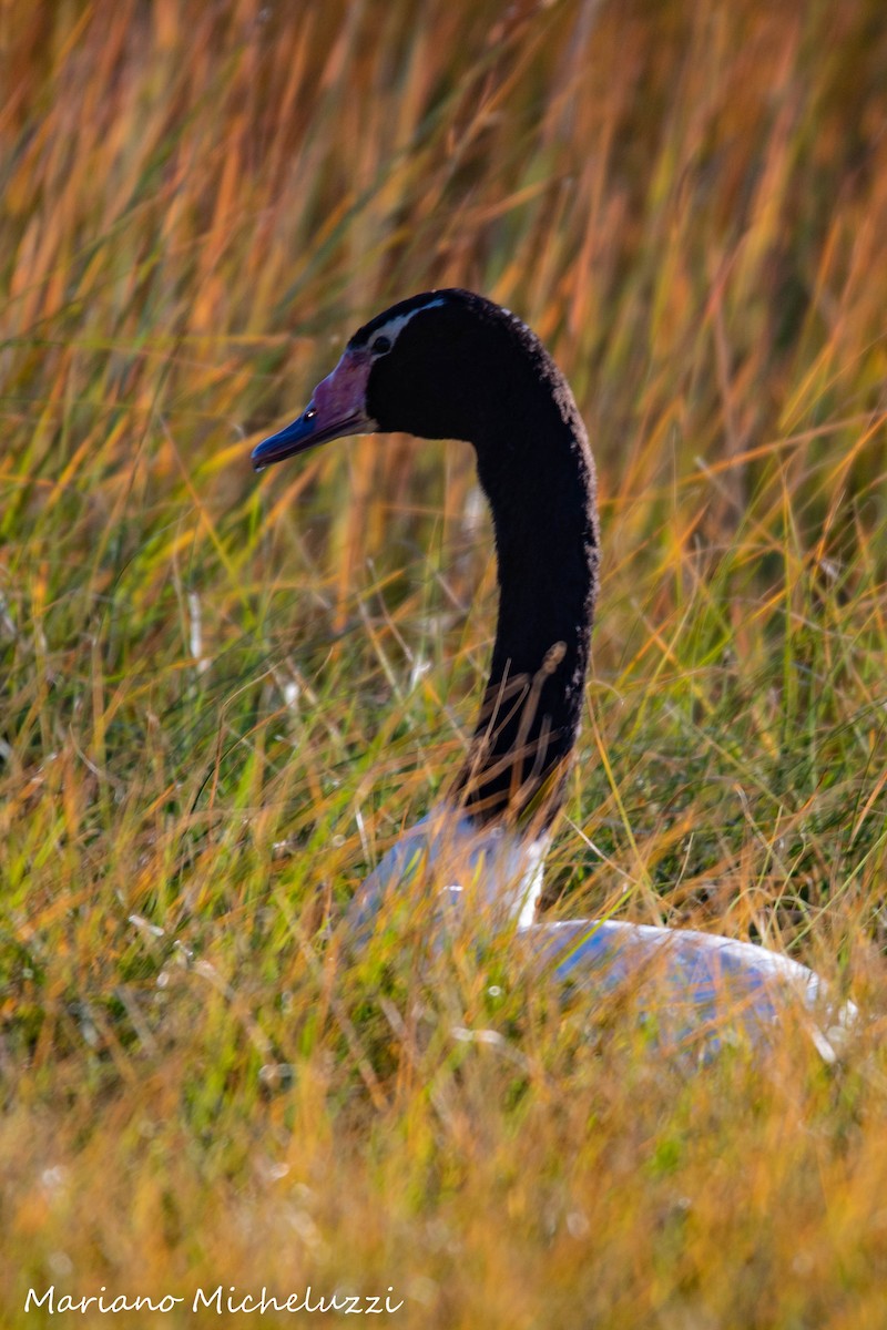 Black-necked Swan - ML155006591