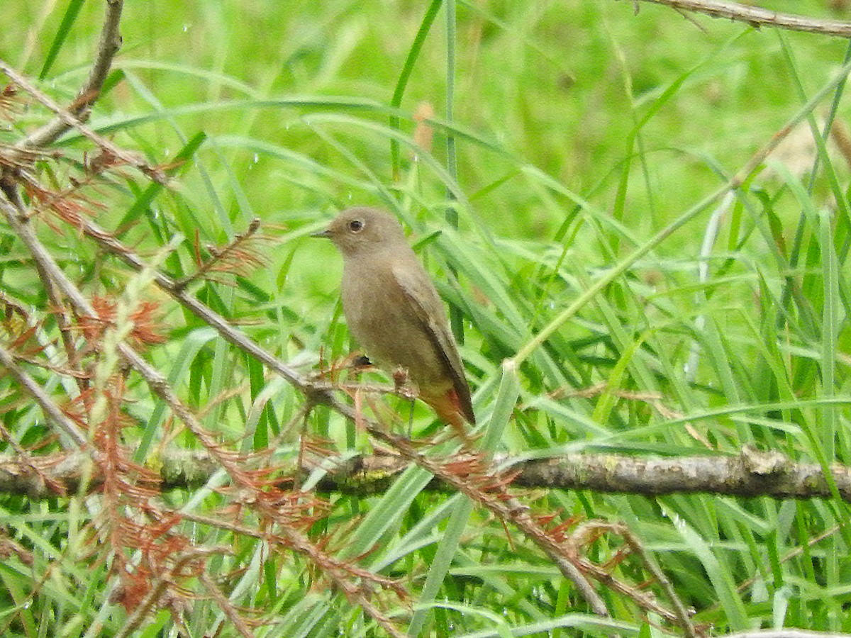 Black Redstart - ML155006681