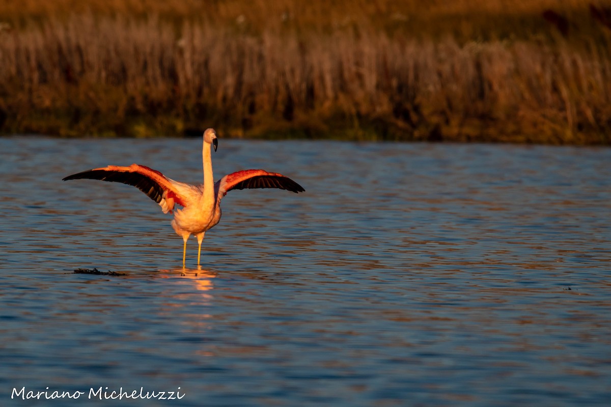 Şili Flamingosu - ML155006831