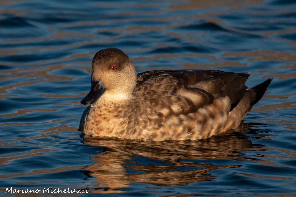 Crested Duck - ML155007081