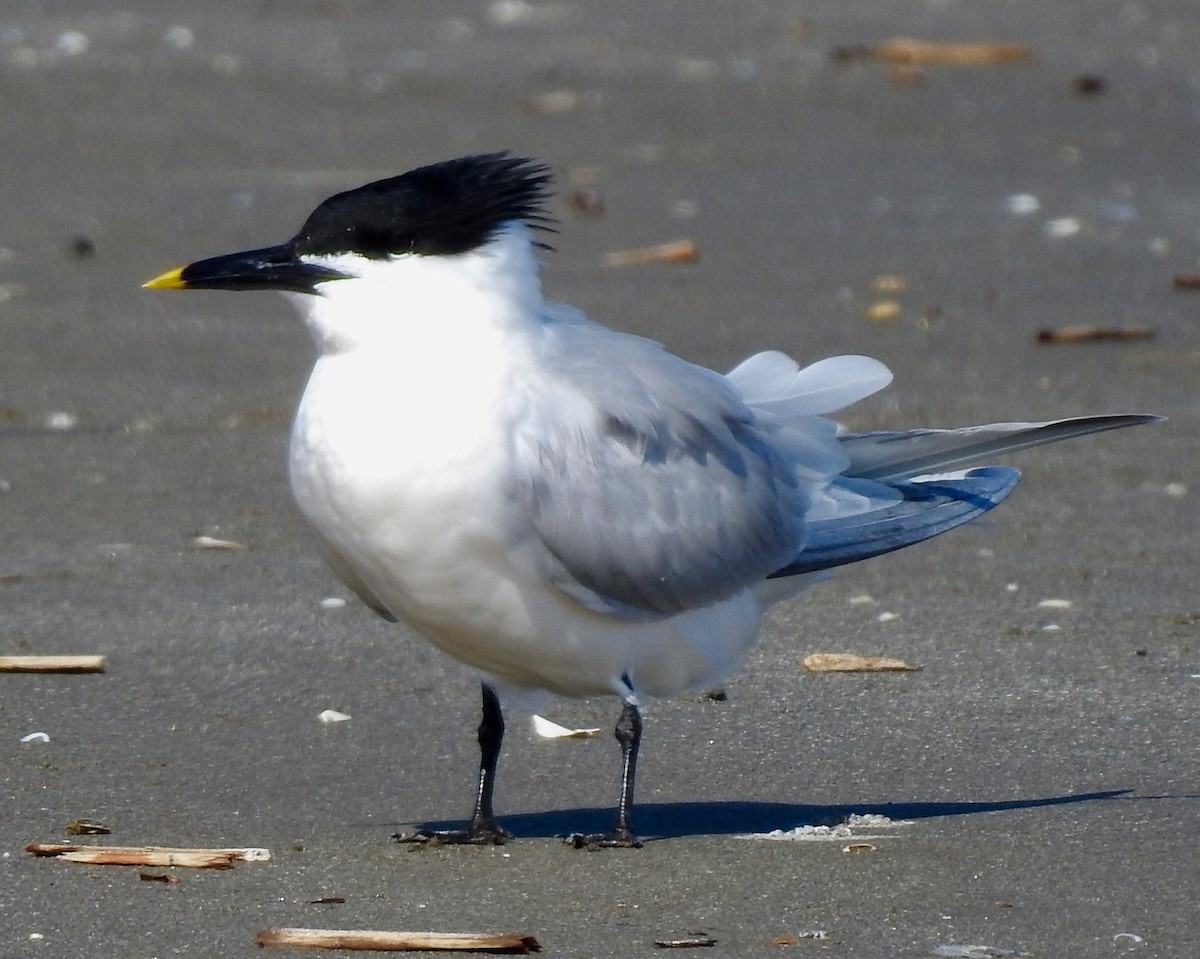 Sandwich Tern - Van Remsen