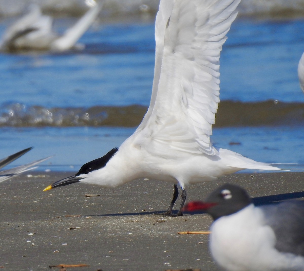 Sandwich Tern - Van Remsen