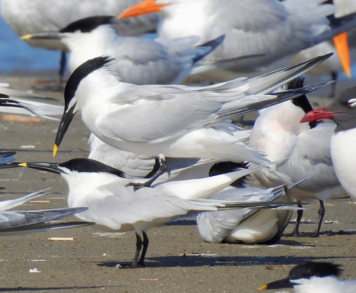 Sandwich Tern - Van Remsen