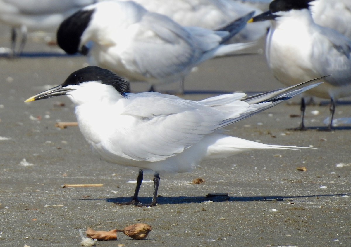 Sandwich Tern - Van Remsen