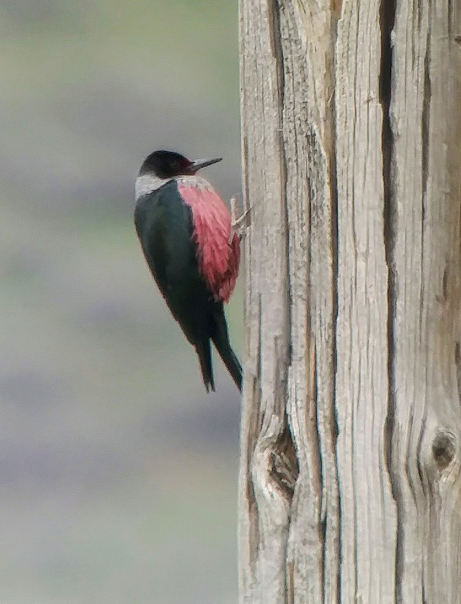 Lewis's Woodpecker - ML155007891