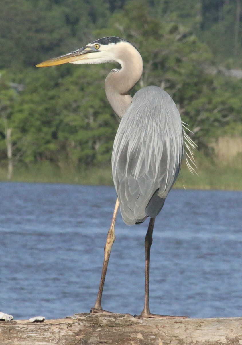 Great Blue Heron - Janelle Chojnacki