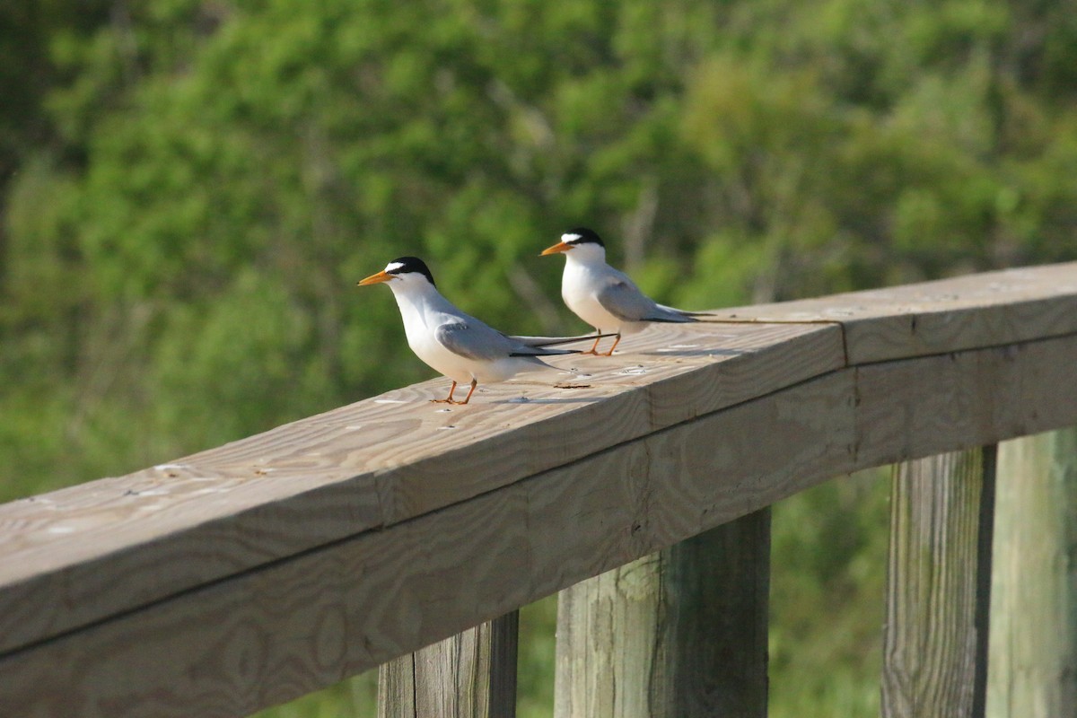 Least Tern - ML155008841