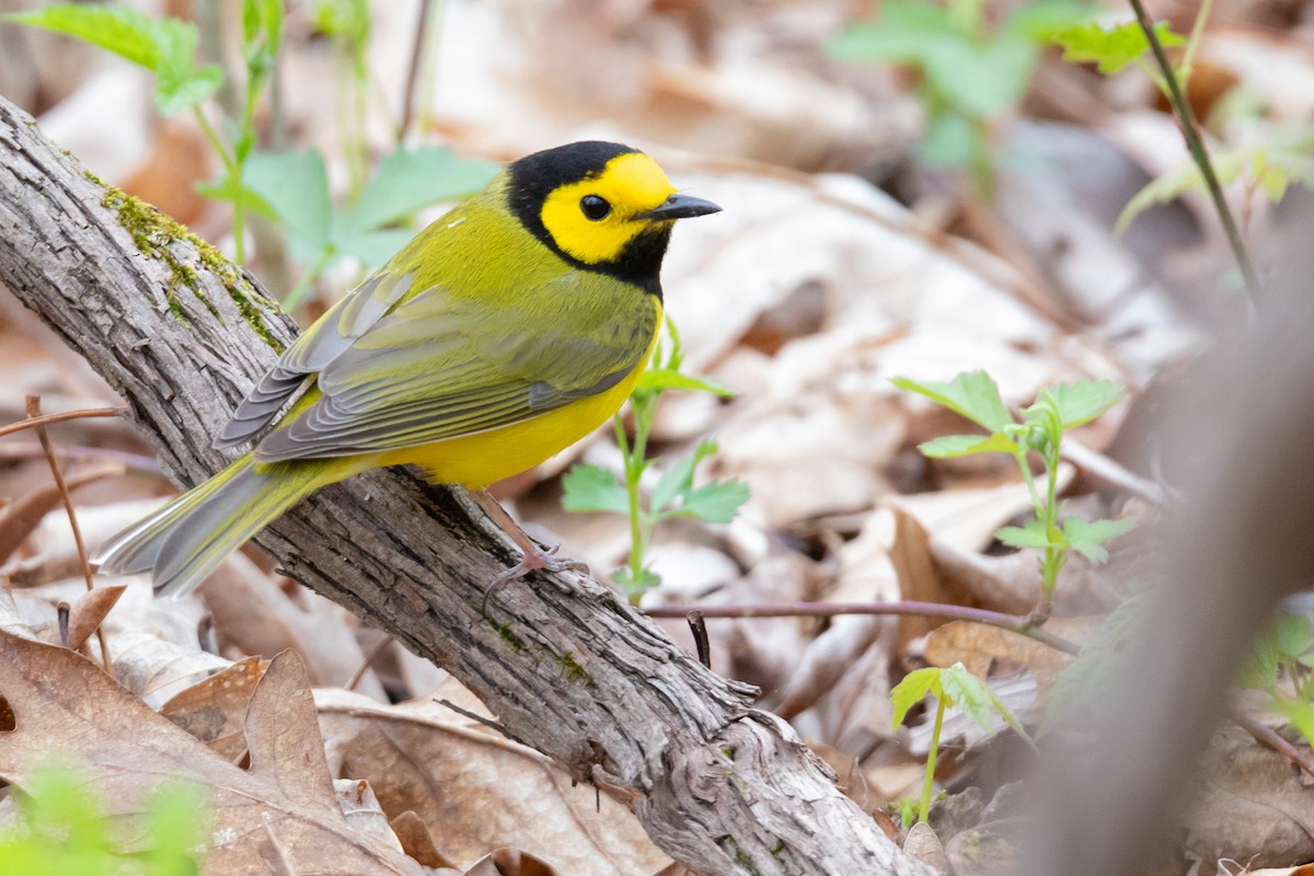 Hooded Warbler - ML155008941