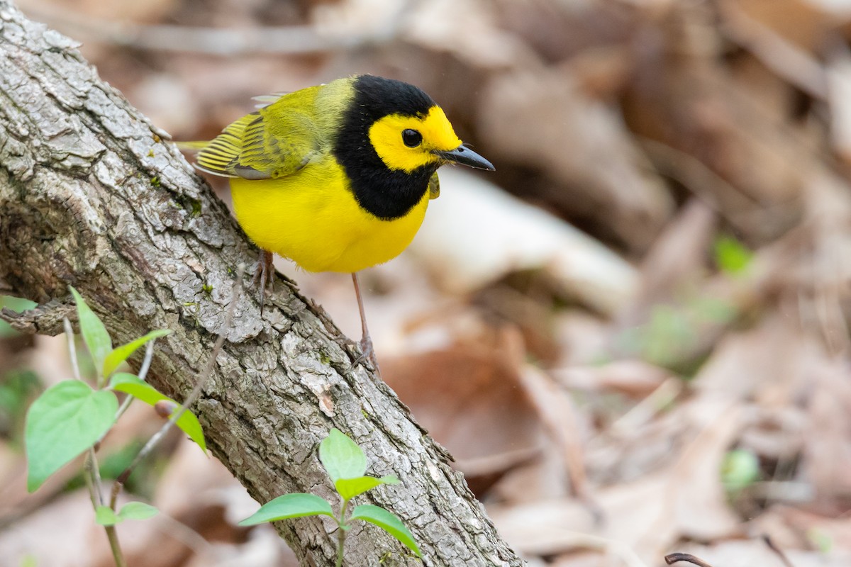 Hooded Warbler - ML155008951