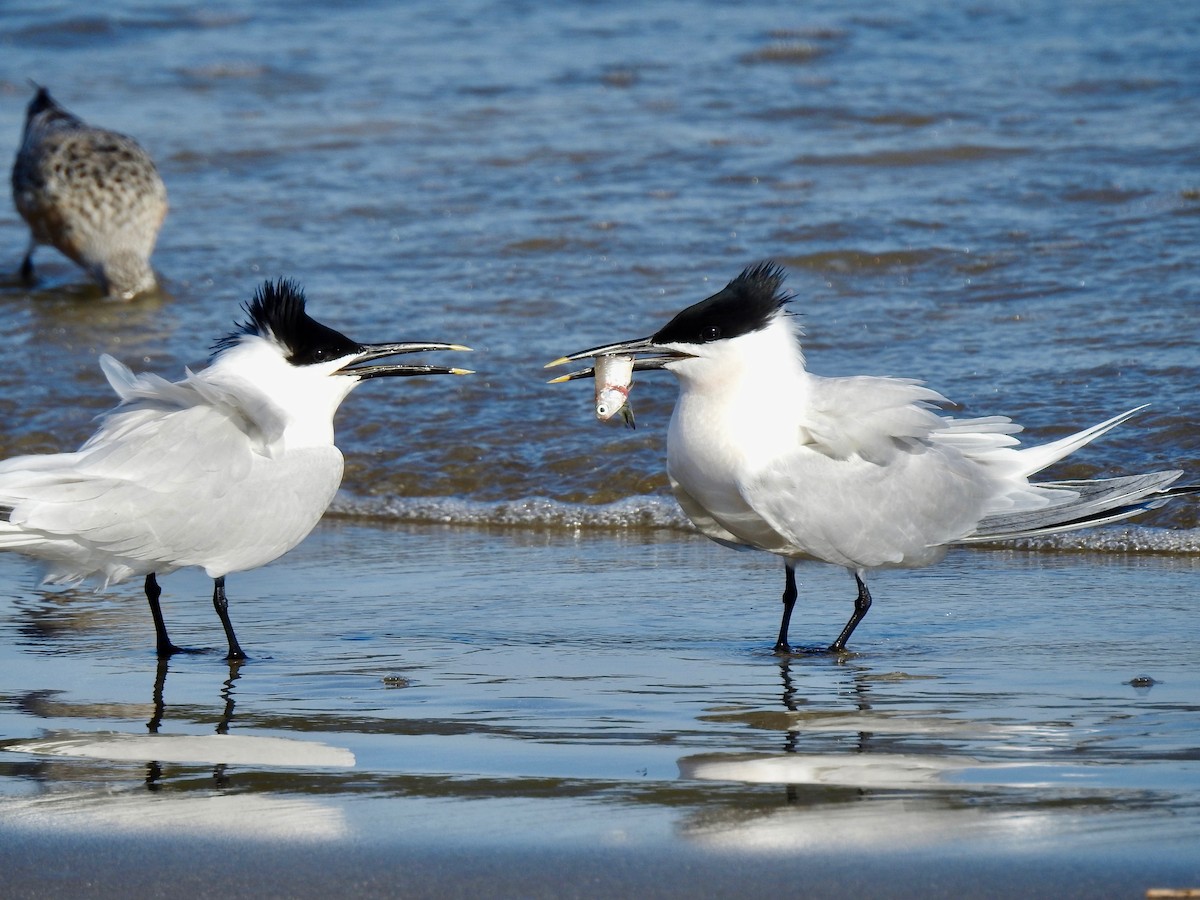 Sandwich Tern - Van Remsen