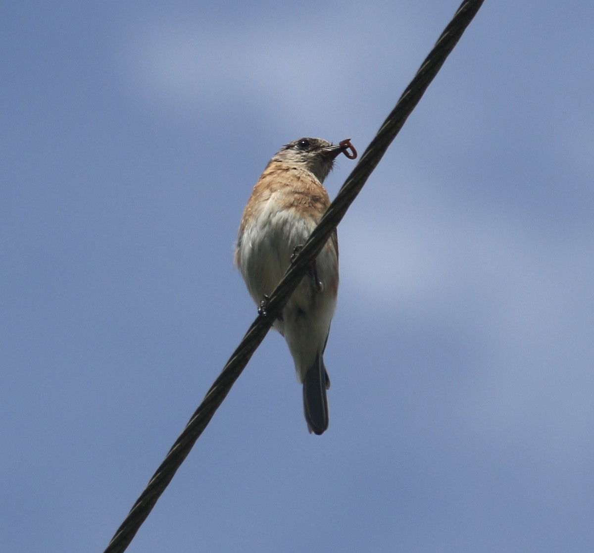 Eastern Bluebird - ML155009501