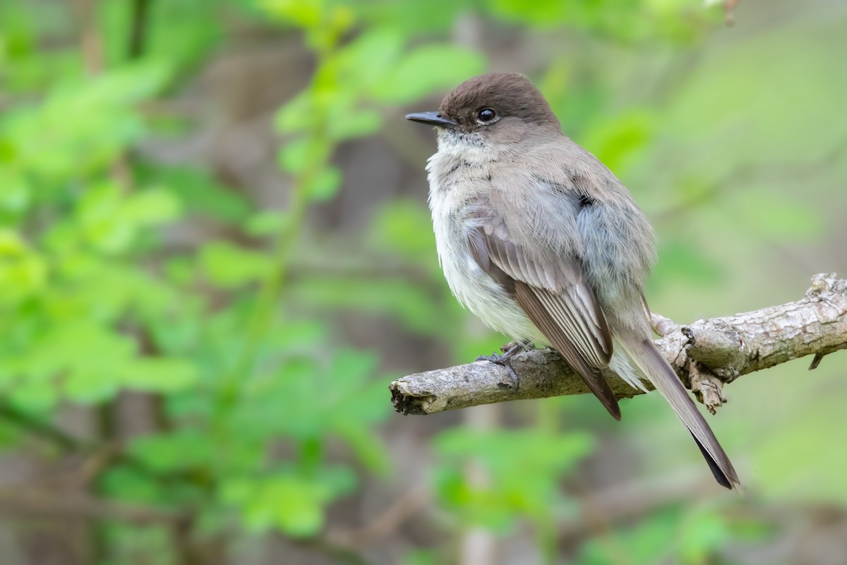 Eastern Phoebe - ML155010511