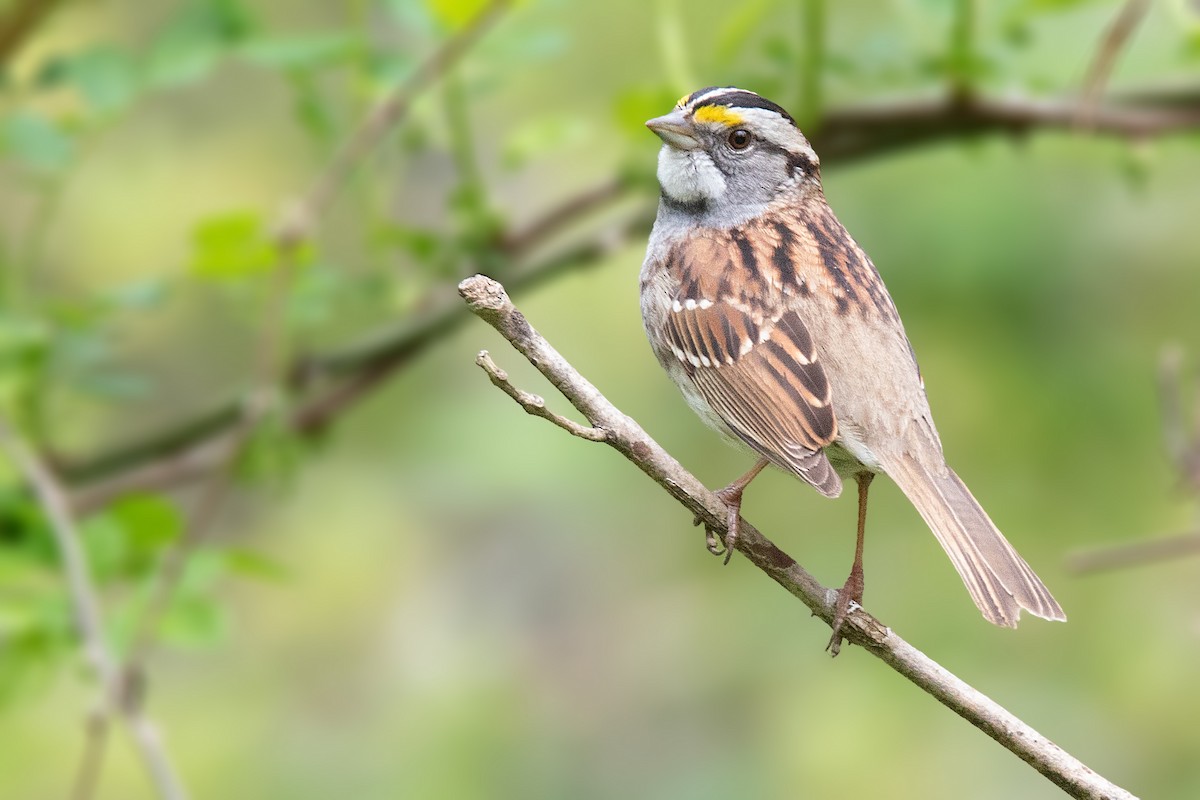 White-throated Sparrow - ML155011461