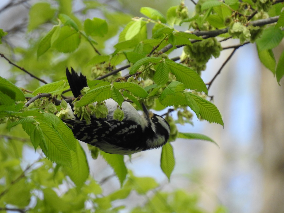 Downy Woodpecker - ML155012201