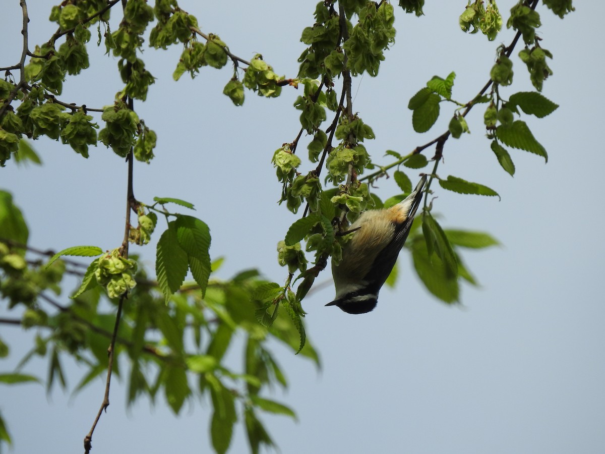 Red-breasted Nuthatch - ML155012741