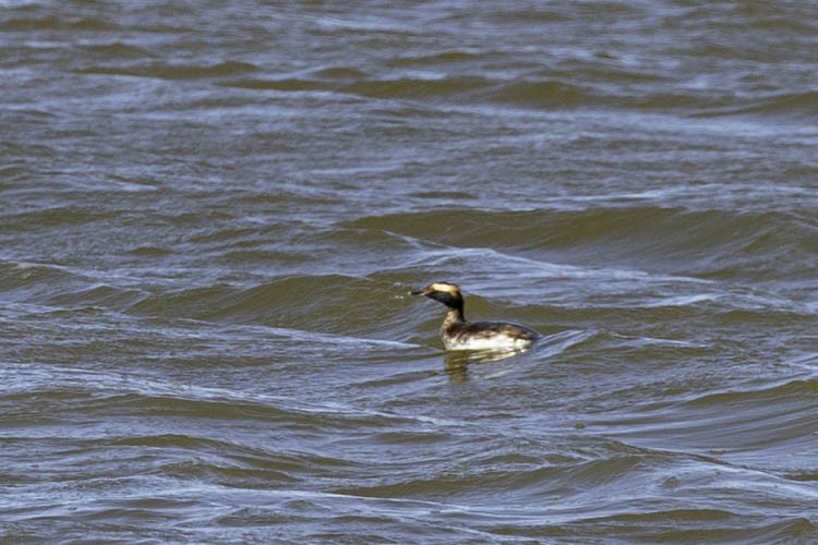 Horned Grebe - Susan Wigetman